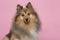 Portrait of a pretty shetland sheepdog looking at the camera on a pink background