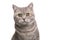 Portrait of a pretty silver tabby british shorthair cat looking at the camera isolated on a white background