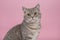 Portrait of a pretty silver tabby british shorthair cat looking at the camera on a pink background