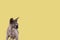 Portrait of a pretty sphinx indoors, bald cat, the cat is sitting in half body, on a yellow background, with space for