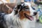 Portrait of a pretty tricolor dog on a leash