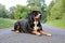 a Portrait of a pretty tricolor Greater Swiss Mountain Dog lying on a street