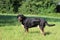 a Portrait of a pretty tricolor Greater Swiss Mountain Dog standing on a green meadow