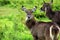 Portrait of a pretty Waterbuck, Tanzania