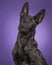 Portrait of a pretty young dutch shepherd looking up isolated on
