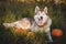 Portrait of prideful siberian Husky dog lying next to a pumpkin for Halloween at sunset in the meadow