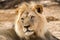 Portrait of a prime male lion with golden mane