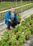 Portrait of professional gardener enjoying his favourite pastime of flowers cultivation in glasshouse