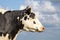 Portrait profil of a calm mature adult cow head and a blue background