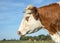 Portrait profil of a cow head with horns, breed of cow cattle called: blaarkop, fleckvieh, blister head