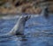 Portrait and profile of Atlantic Fur Seal