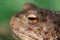 Portrait in profile of a common toad macro outdoors