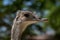 Portrait profile of female grey greater rhea Rhea americana