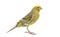 Portrait profile of a lizzard canary, isolated