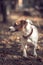 Portrait profile purebred dog jack russell terrier autumn city park.