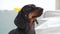 Portrait profile smart puppy listens attentively turns head training cynologist