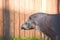 Portrait in profile of a walking tapir in the zoo through the ba