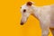 Portrait and profile white greyhound dog looking away. Isolated on yellow background