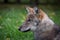 Portrait in profile of a wolf cub