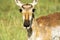 Portrait of a Pronghorn `American Antelope