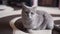 Portrait of proud adorable british cat resting on carpet at camera