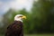 Portrait of a proud American Bald Eagle