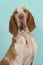 Portrait of a proud bracco italiano on a blue background in a vertical image