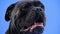 Portrait of a proud cane corso in the studio on a blue background. Close up of a dog's muzzle. Slow motion.