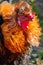 Portrait of a proud Colorful Rooster