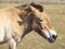 Portrait of a Przewalski horse