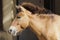 Portrait of a Przewalski horse stallion in a zoo