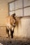 Portrait of a Przewalski horse stallion in a zoo