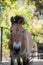 Portrait of a Przewalski horse stallion in a zoo