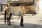 Portrait of a Przewalski horse stallion in a zoo