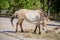 Portrait of a Przewalski horse at the zoo