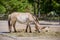 Portrait of a Przewalski horse at the zoo