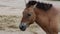Portrait of Przewalskis horse