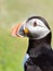 Portrait of Puffin
