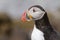 Portrait puffin