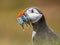 Portrait Puffin with beak full of fish