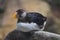 Portrait of a puffin on a stone