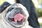 Portrait of Pug Carlino dog