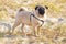 Portrait of a pug dog with big sad eyes and a questioning look on the beach