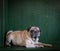 Portrait of a pug dog on green background. Copy space