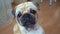 Portrait of a pug. the dog looks with plaintive eyes and asks for a treat.