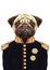 Portrait of Pug Dog in military uniform.