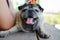 Portrait of a pug dog, old age, cute, funny, happy, yawning with sleepiness, relaxing time lying on the background wood floor.