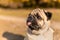 Portrait of a pug dog sitting in the autumn park on yellow leaves against the background of trees and autumn forest. The puppy