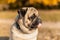 Portrait of a pug dog sitting in the autumn park on yellow leaves against the background of trees and autumn forest. The puppy