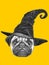 Portrait of Pug dog with witch hat.